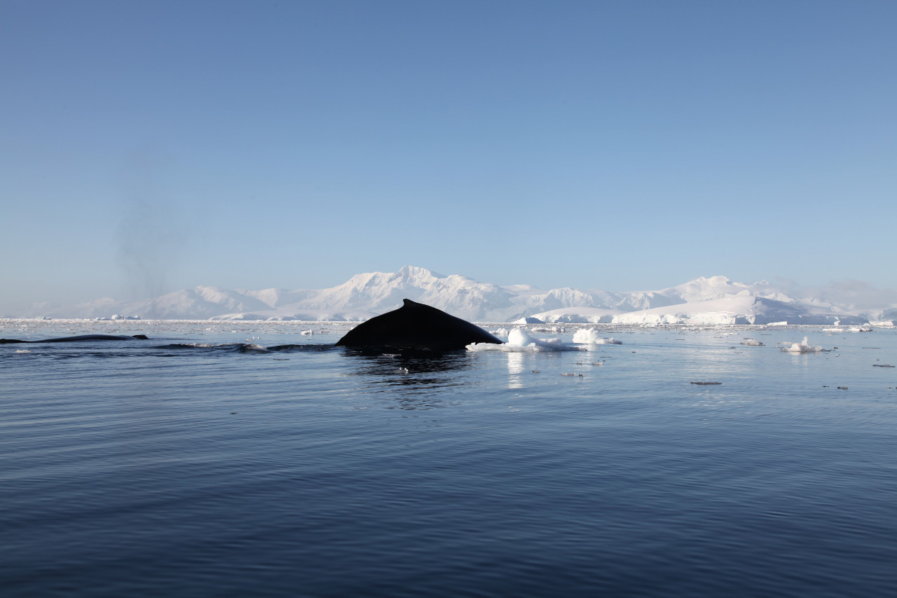 Fournier Bay and whales