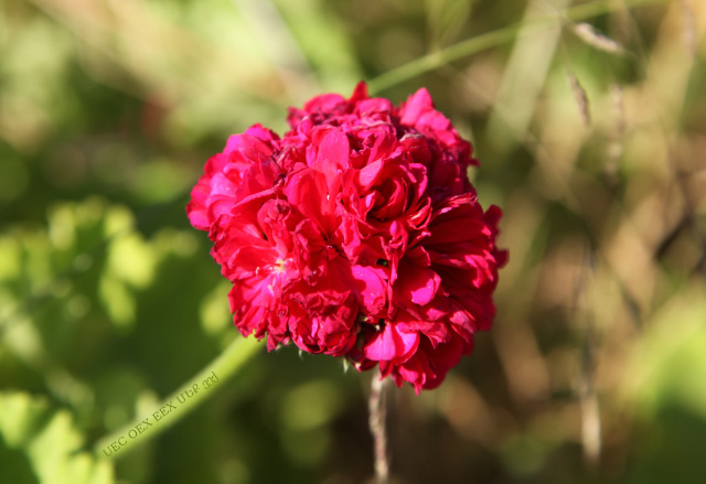 Cretan red flower and green