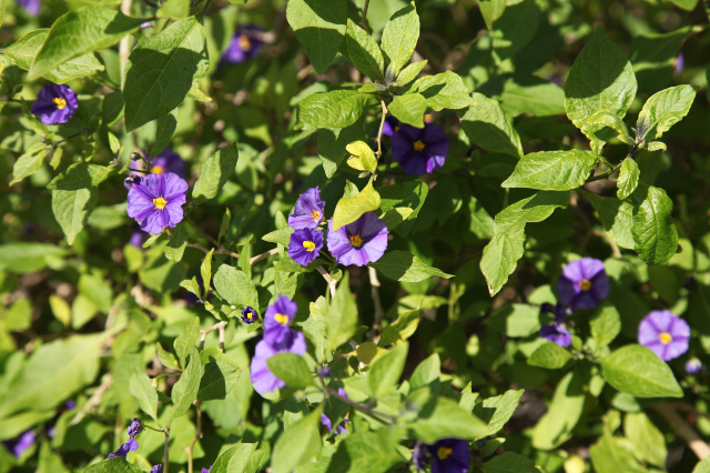 flowers of Siracusa