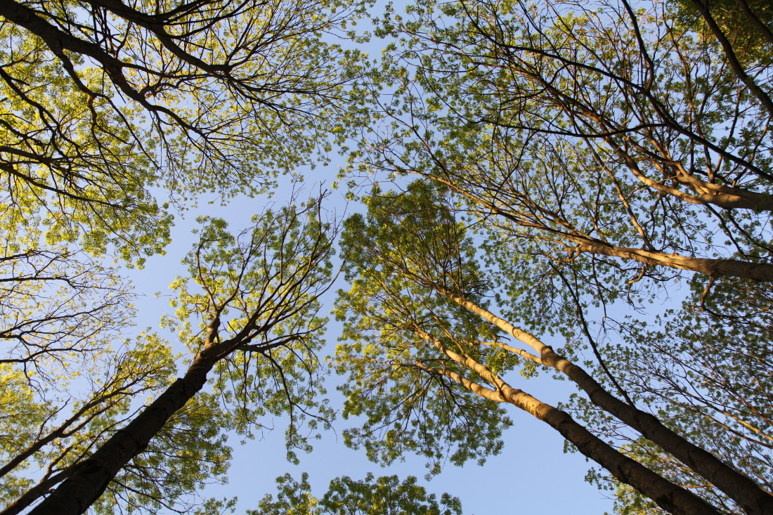 Upward life in Kaunas on 19 May 2017