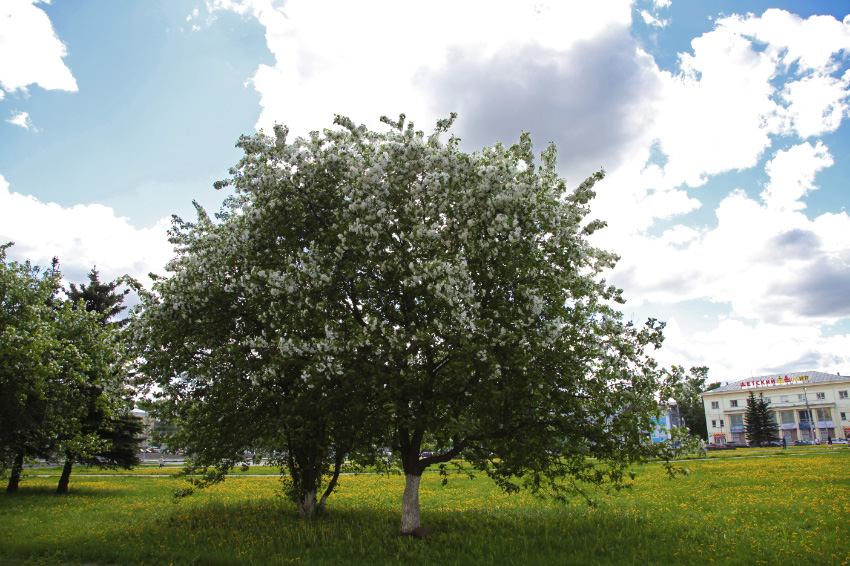 tree and dandilions