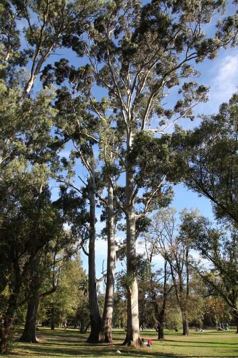 botanical gardens of Montevideo